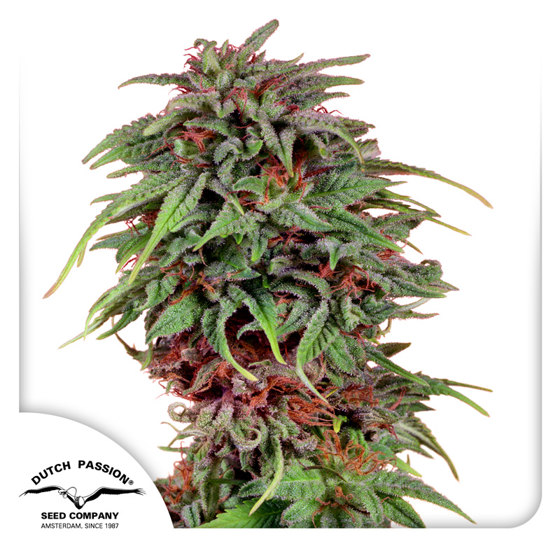 Sharp Strain Review: Durban Poison