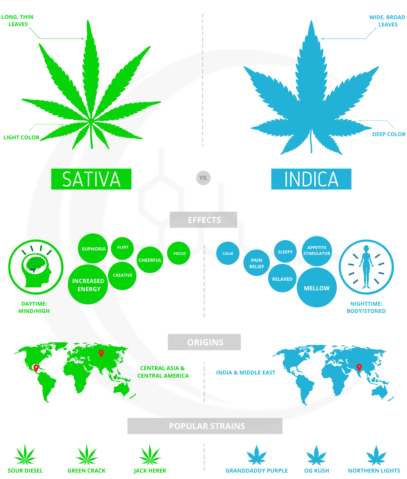 Sativa Vs Indica-What To Expect