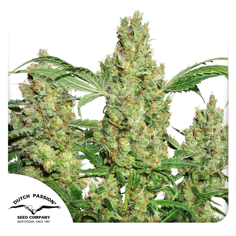 Sharp Strain Review-Power Plant