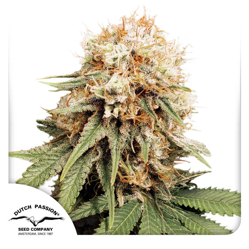 Sharp Cannabis Strain Review – White Widow