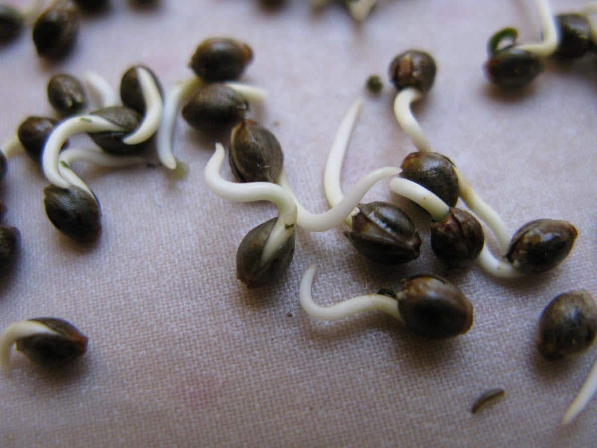 How To Germinate Your Cannabis Seeds