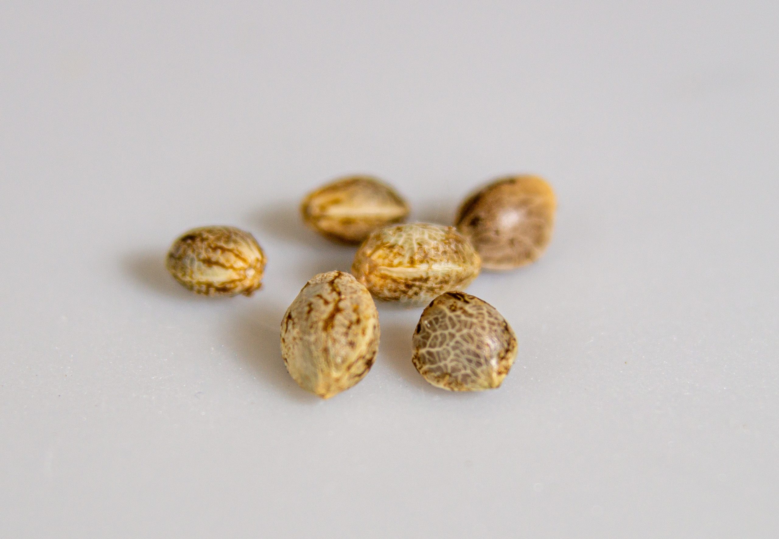 How To Choose The Right  Seeds