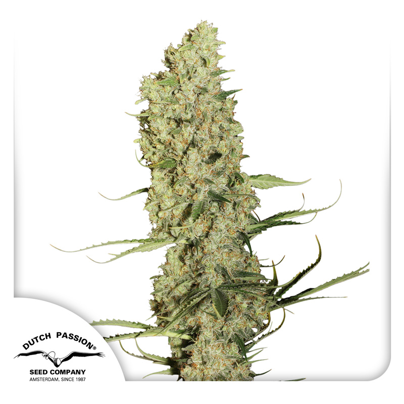 Sharp Strain Review: Jorge’s Diamonds