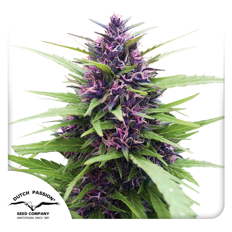 Sharp Marijuana Strain Review- All You Need To Know About                 Shaman