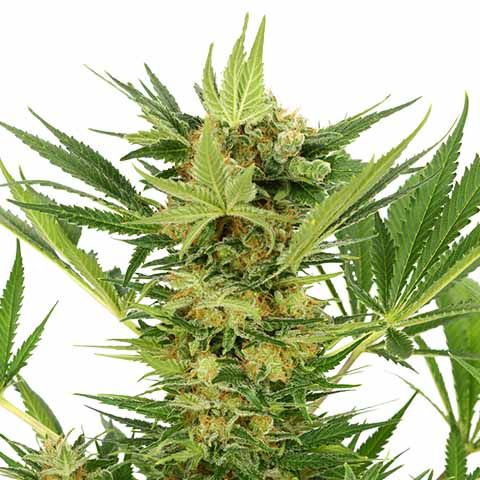 Sharp Strain Review: All You Need To Know About AK-47