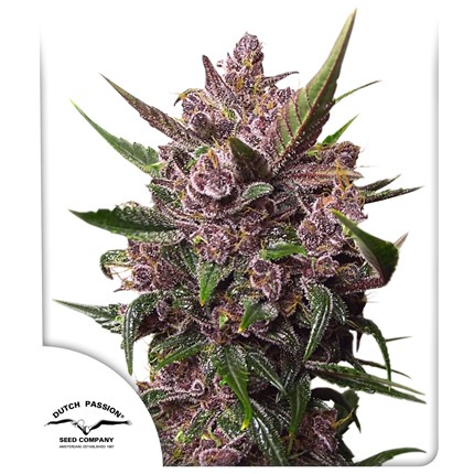 Sharp Strain Review: CBD Auto Blackberry Kush