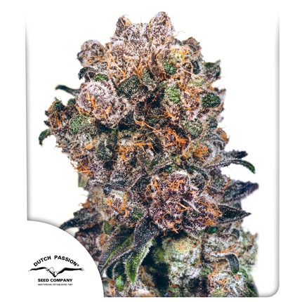 Sharp Strain Review- Blueberry