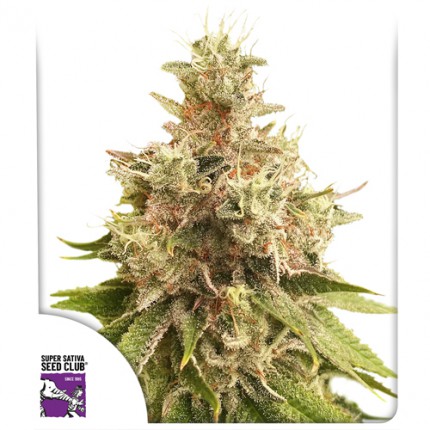 Sharp Strain Review-Golden Apple Haze