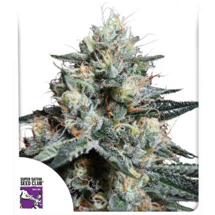 Sharp Strain Review-Lava Freeze