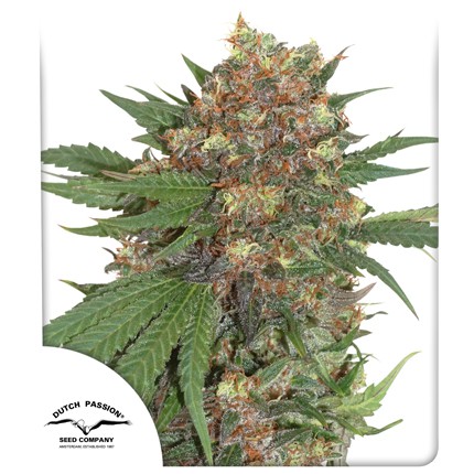 Sharp Strain Review: Master Kush