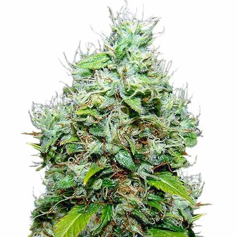 Sharp Strain Review: Everything You Need To Know About NYC Diesel