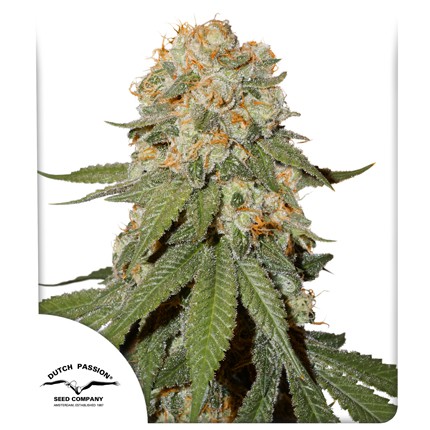 Sharp Strain Review: Orange Bud