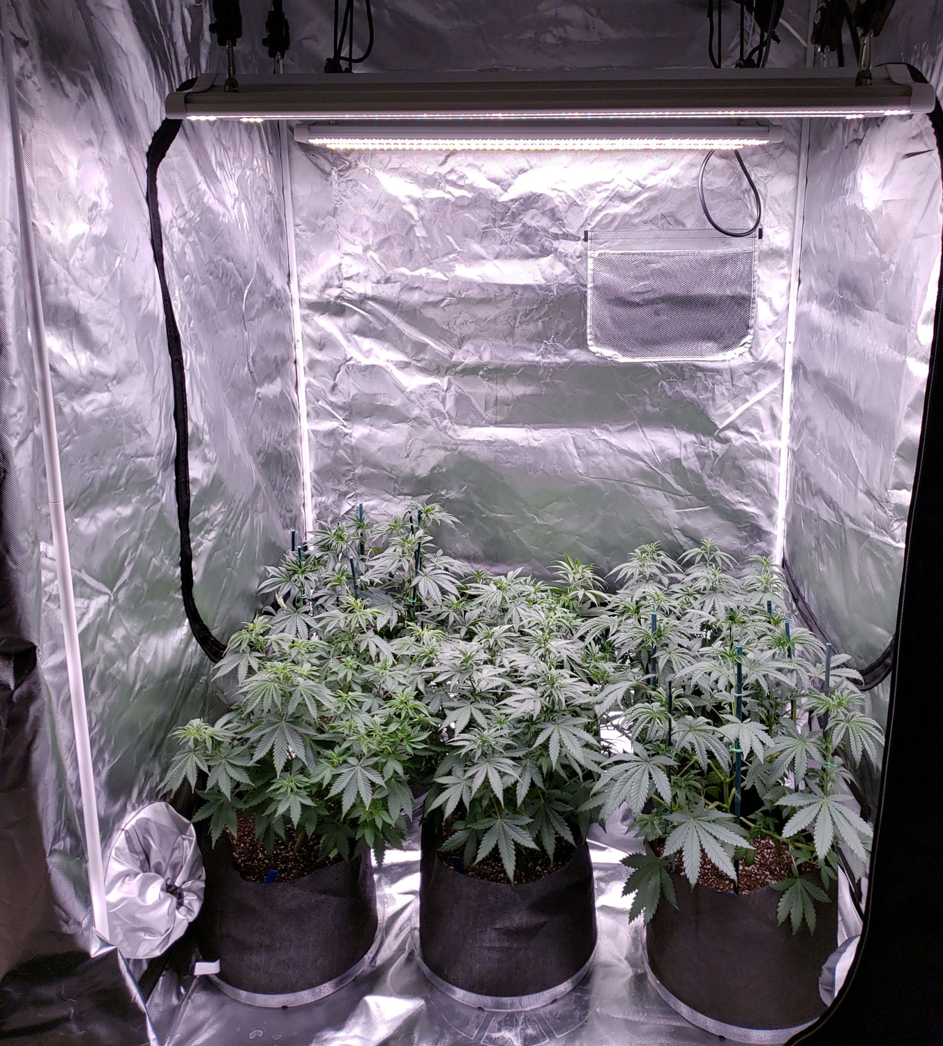 The Ultimate Guide To Indoor Cannabis Growing