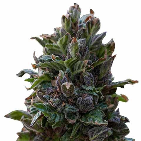 Sharp Strain Review: Purple Punch