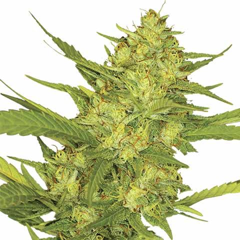 Sharp Strain Review: Sour Diesel