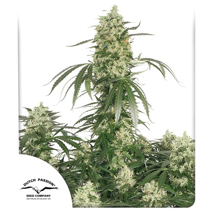 Sharp Strain Review-Everything You Need To Know About The Ultimate