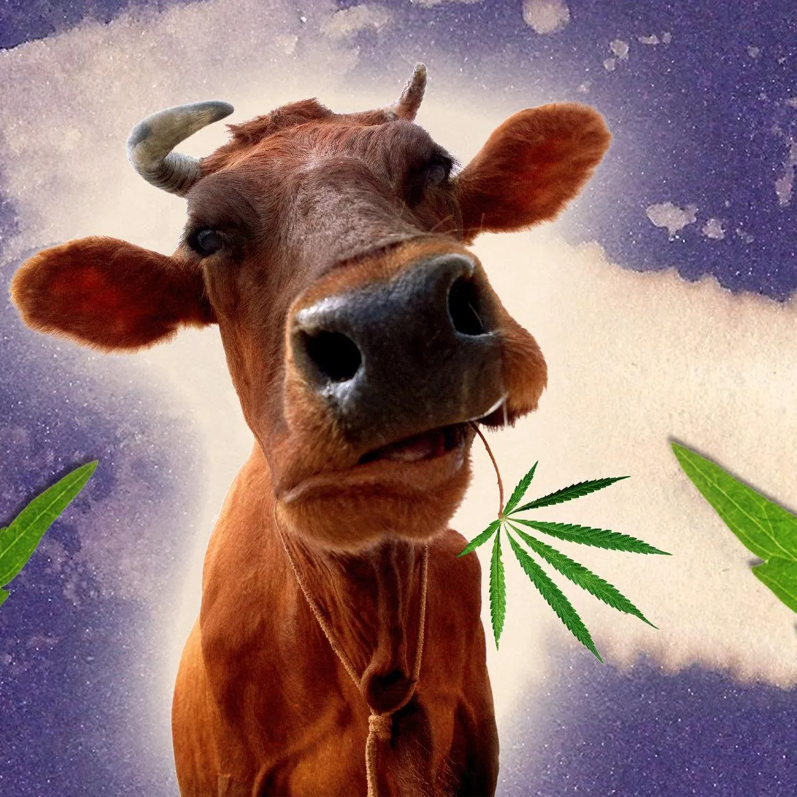 MOOOOHIGH- Cows that are fed hempseed cake are found to retain certain levels of THC and CBD in their meat.