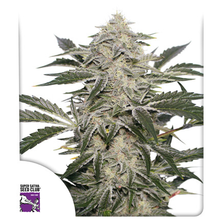 Sharp Strain Review: Creamy Kees