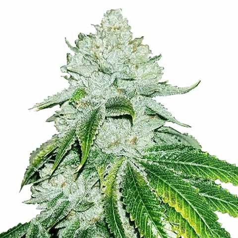 Sharp Strain Review:Gelato