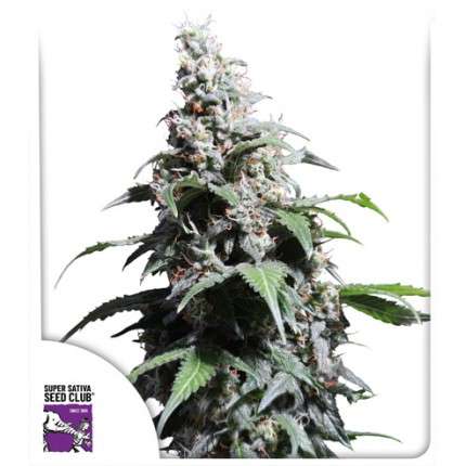 Sharp Strain Review- All You Need To Know About