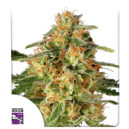 Sharp Strain Review: TNT Trichome