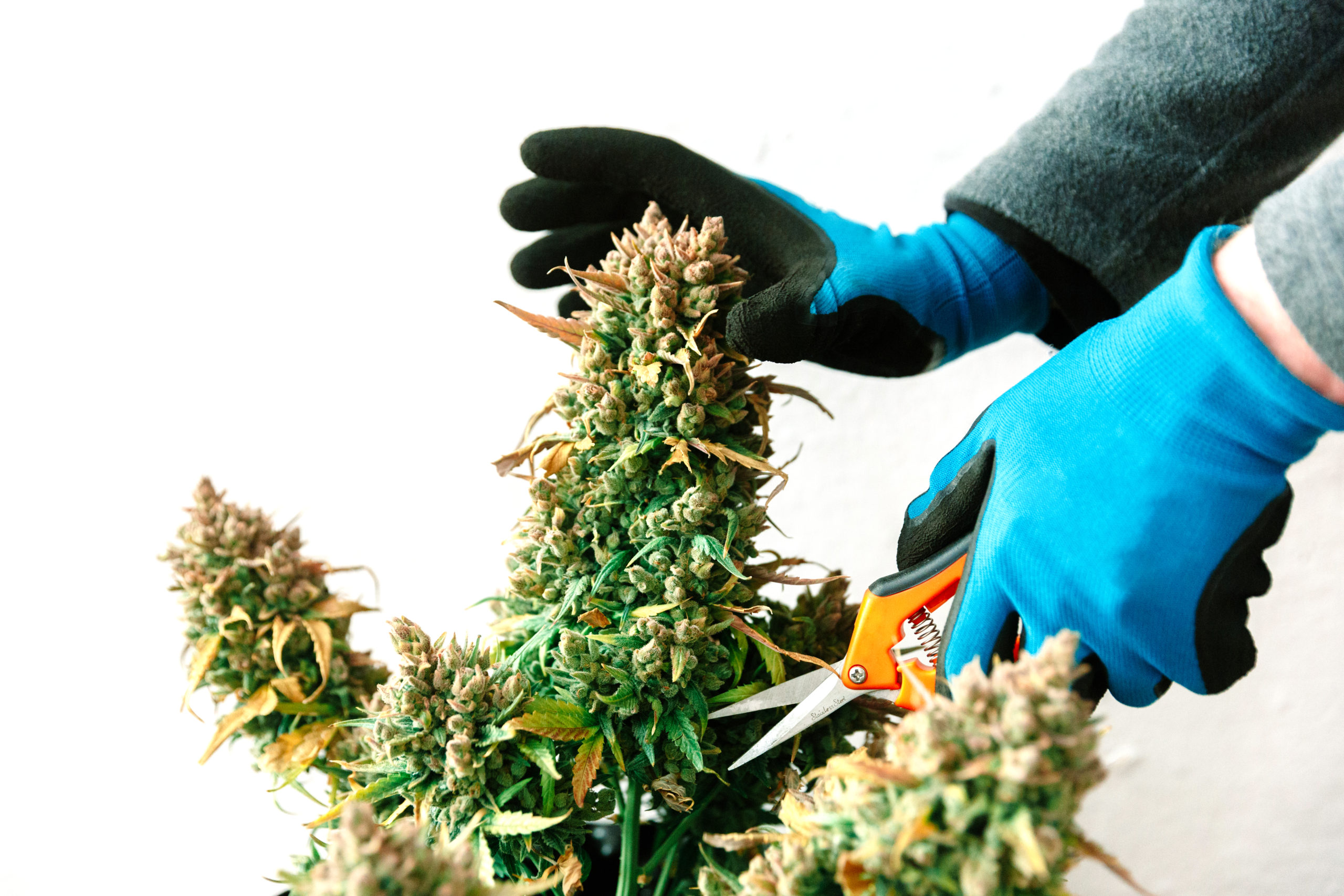 The Ultimate Guide To Harvesting Cannabis